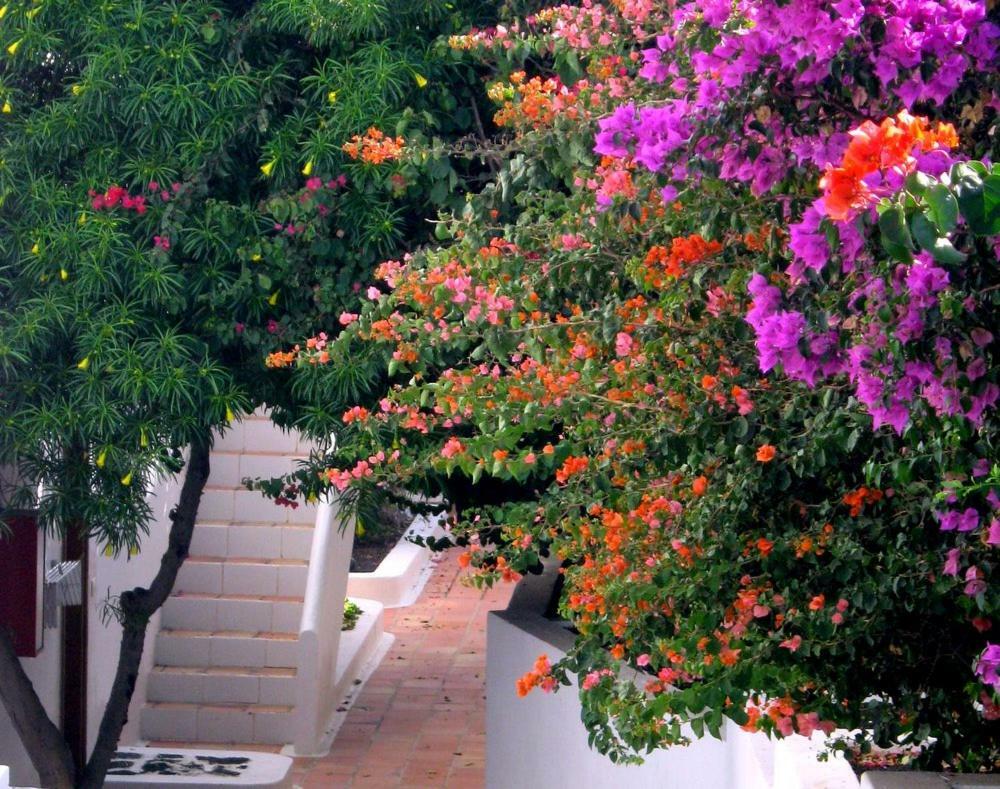 Apartamentos Tamarindos Puerto del Carmen  Buitenkant foto